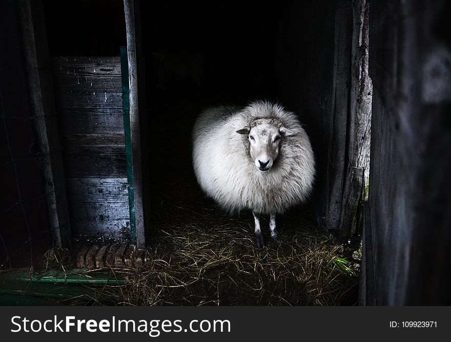 Black And White Photo Of Sheep