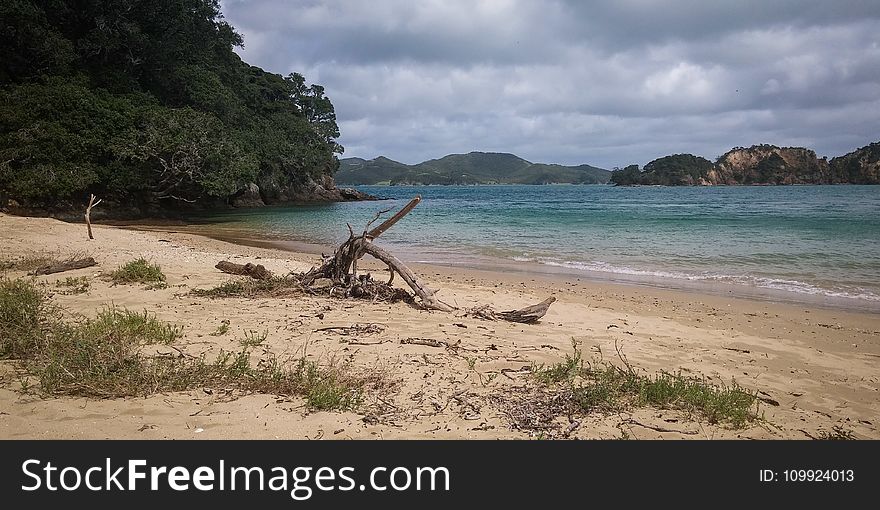 Driftwood on Shore