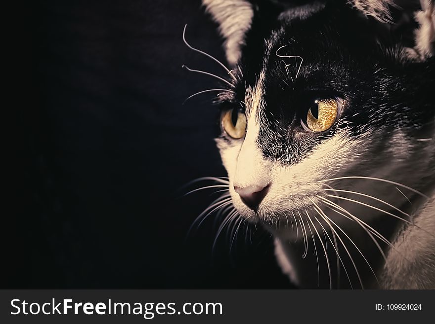 Close-up Photo Of A Cat