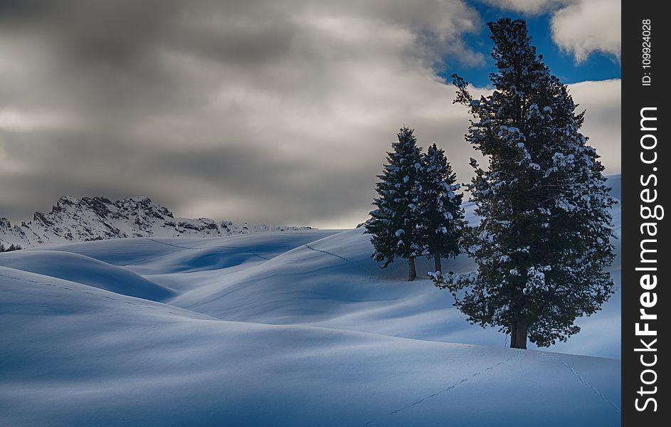 Time Lapse Photography Of Three Trees Covered With Snow