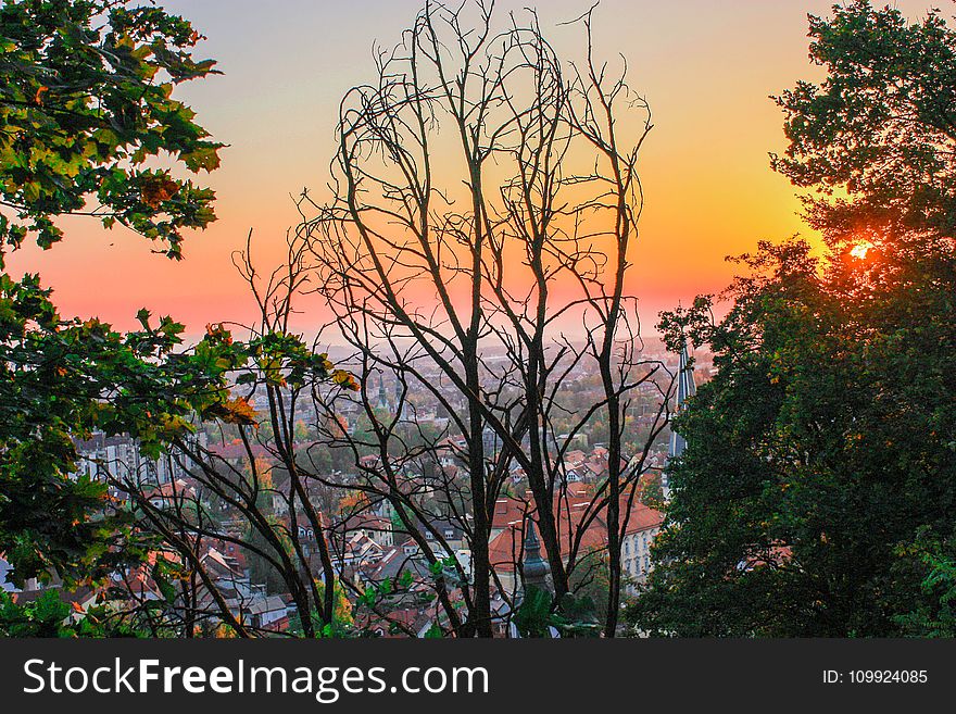 Silhouette Of Trees During Sunset