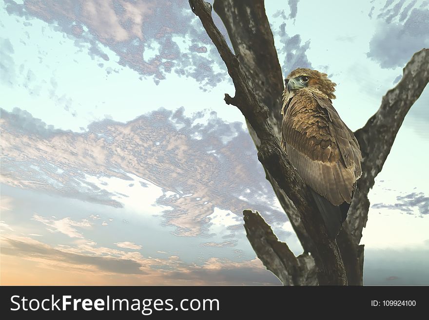 Brown Bird On The Tree Branch