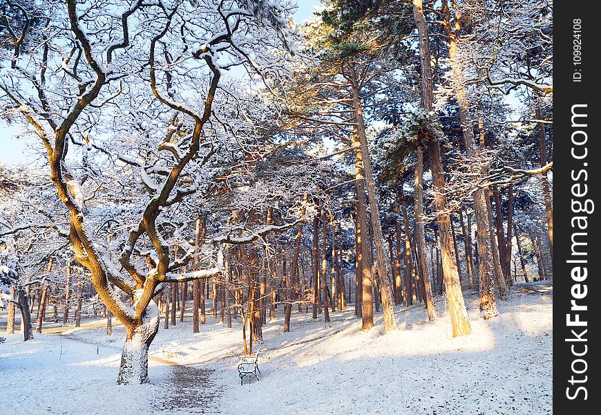 Woodland during Snow at Daytime