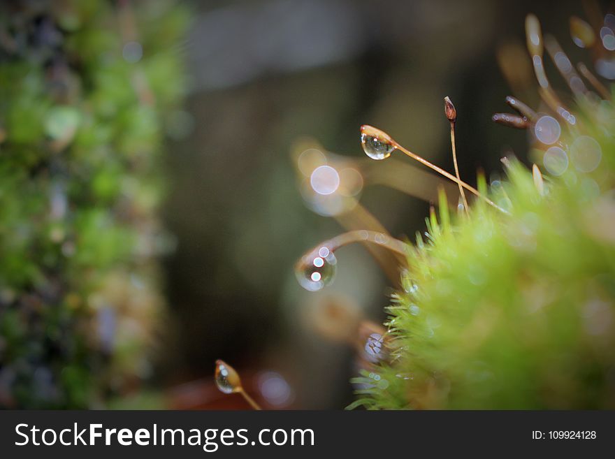 Dew Drops On Green Grass Close Up Photo