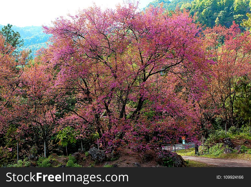 Pink Flowering Tree Beside Road At Daytime