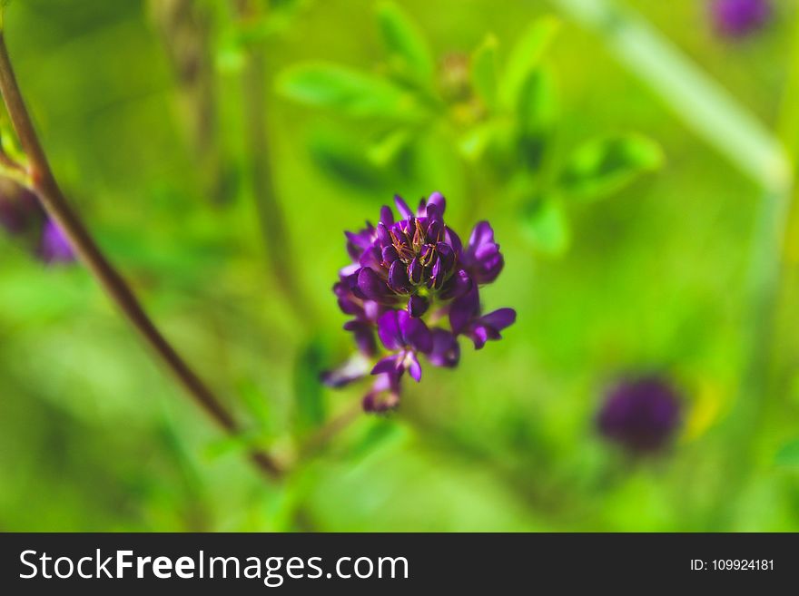 Close-Up Photography of Violet Flowers