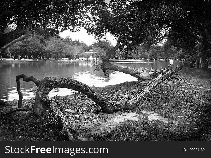 Gray Scale Photography of Body of Water Surround by Trees