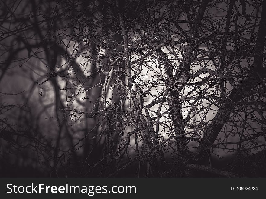 Grayscale Photography Of Eerie Treee