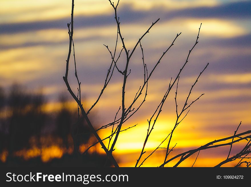 Shallow Focus Photography of Leafless Tree Branch during Sunset