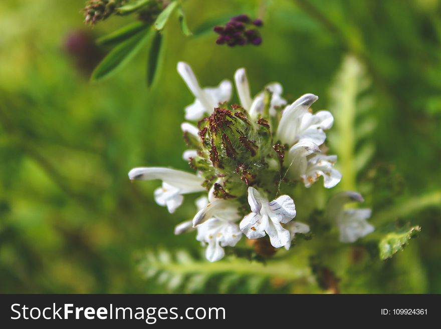 Focus Photography of White Flowers