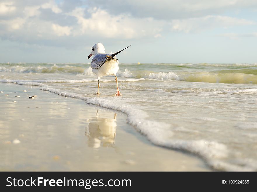 White and Gray Bird Standing on Seaside