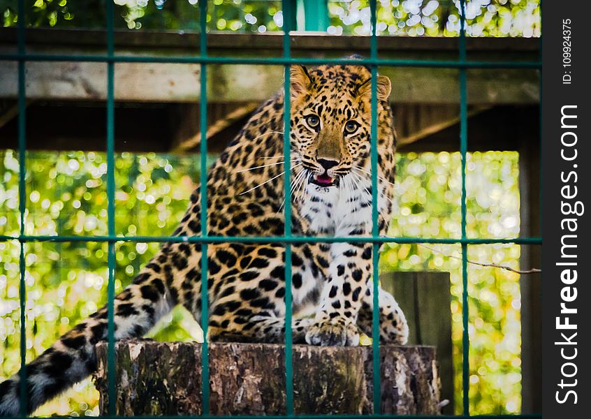 Photo of Leopard Inside the Cage