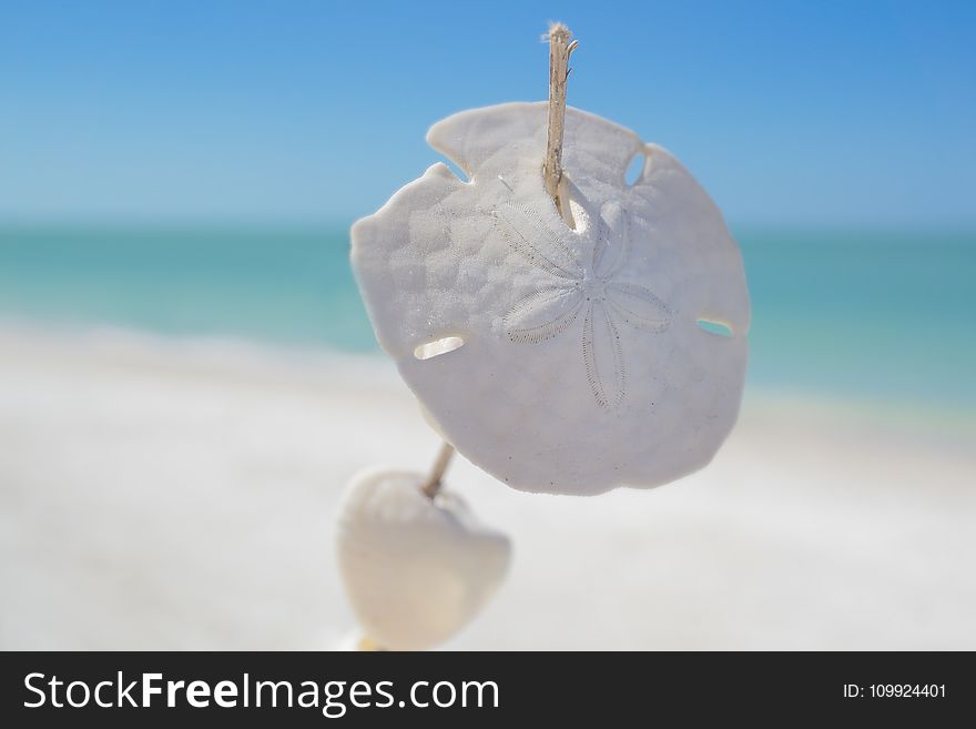 White Sand Dollars Pierced By Stick Selective-focus Photography With Beach On Background At Daytime