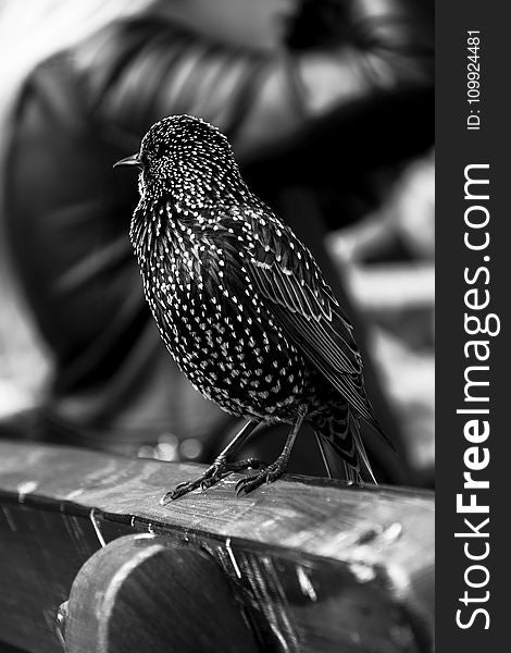Grayscale Photo of Short Beaked Bird on Wooden Chair
