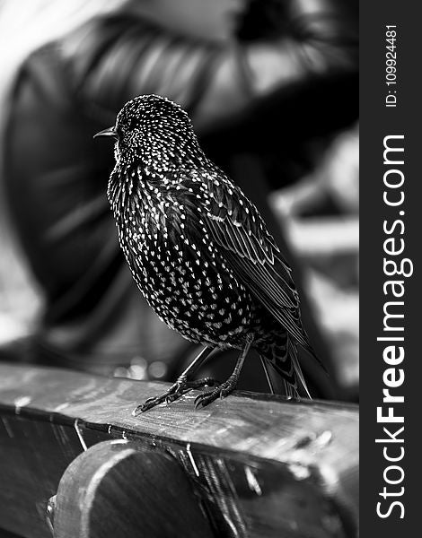 Grayscale Photo Of Short Beaked Bird On Wooden Chair