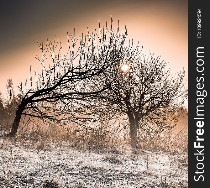 Leafless Trees During Golden Hour