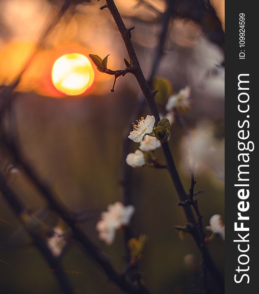 Close-Up Photography of Flowers During Sunset