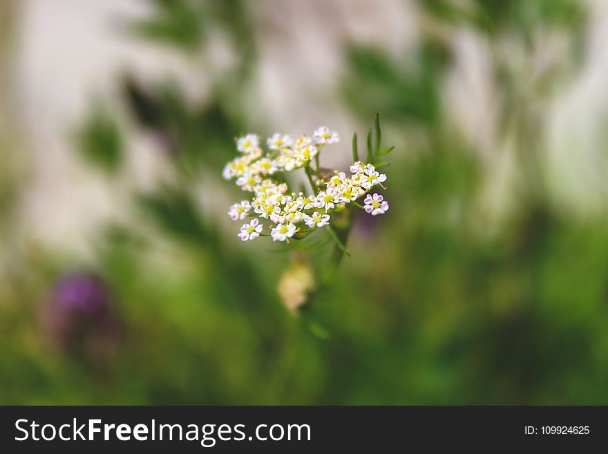 Shallow Focus Photography of White-and-yellow Flowers