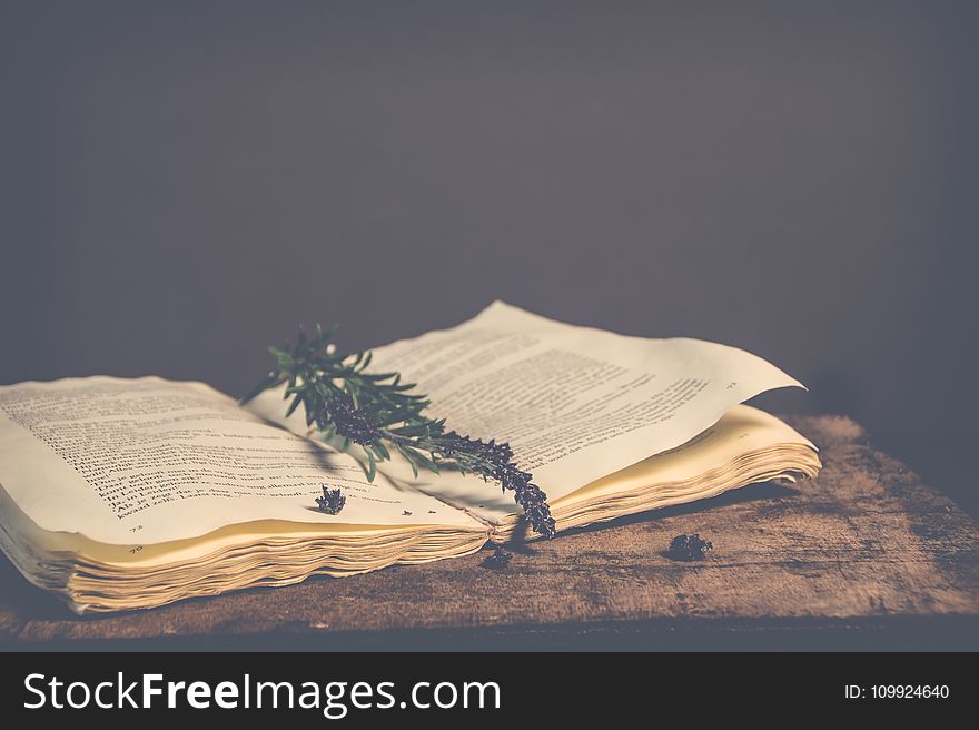 Sepia Photography of Green Plant on Top of Open Book