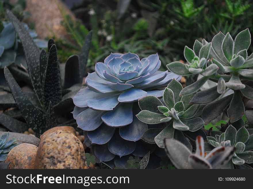 Echeveria Succulents and Panda Plant Closeup Photography