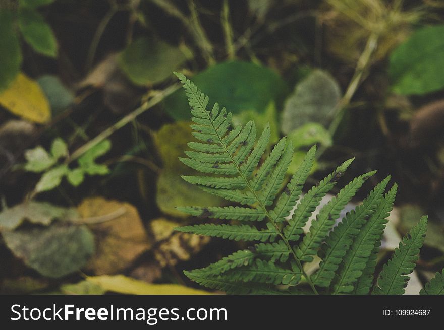 Close-Up Photography Of Fern