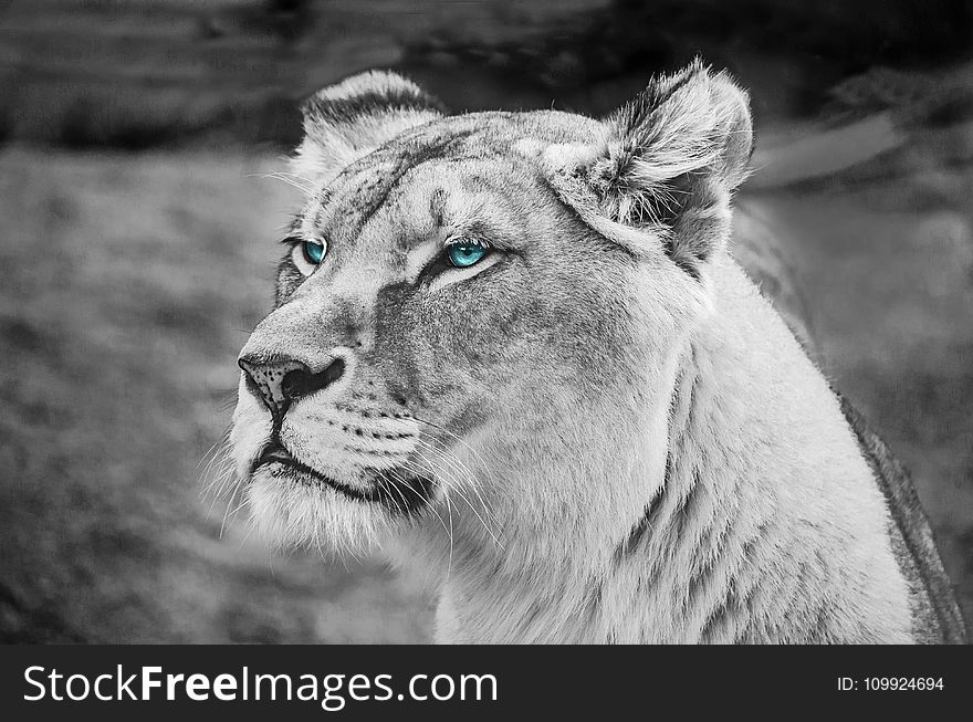 Greyscale Photography of Lioness