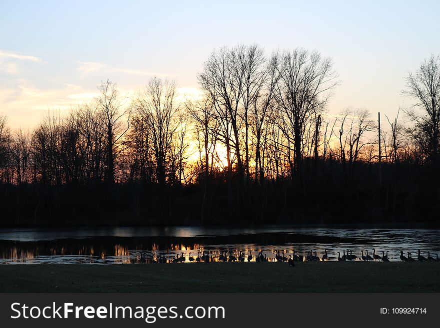 Silhouette of Tree and Body of Water during Golden Hour