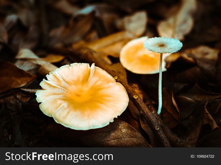 Mushrooms On Ground Surrounded With Brown Dry Leaves