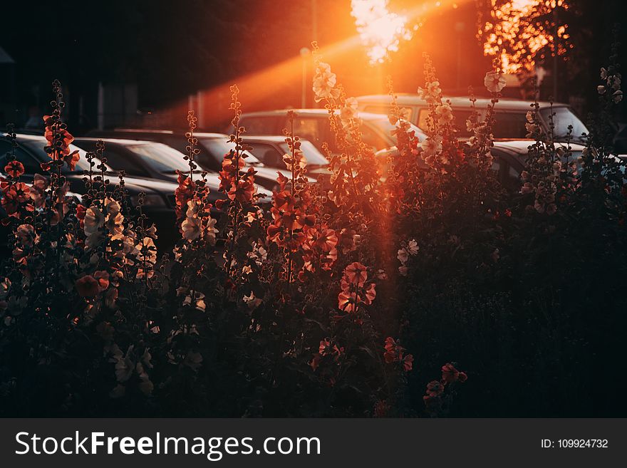 White And Orange Flowers With Sun Rays Photography