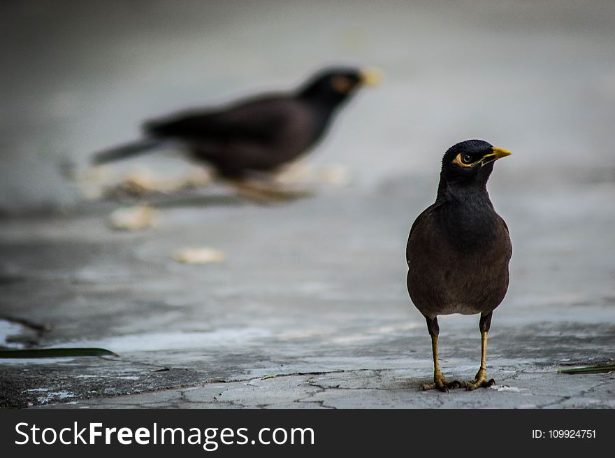 Selective Focus Photography of Black Bird on Gray Pavements