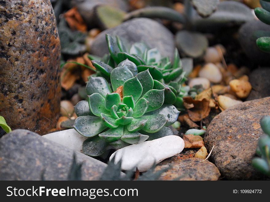 Two Green Succulent Plants on Rock