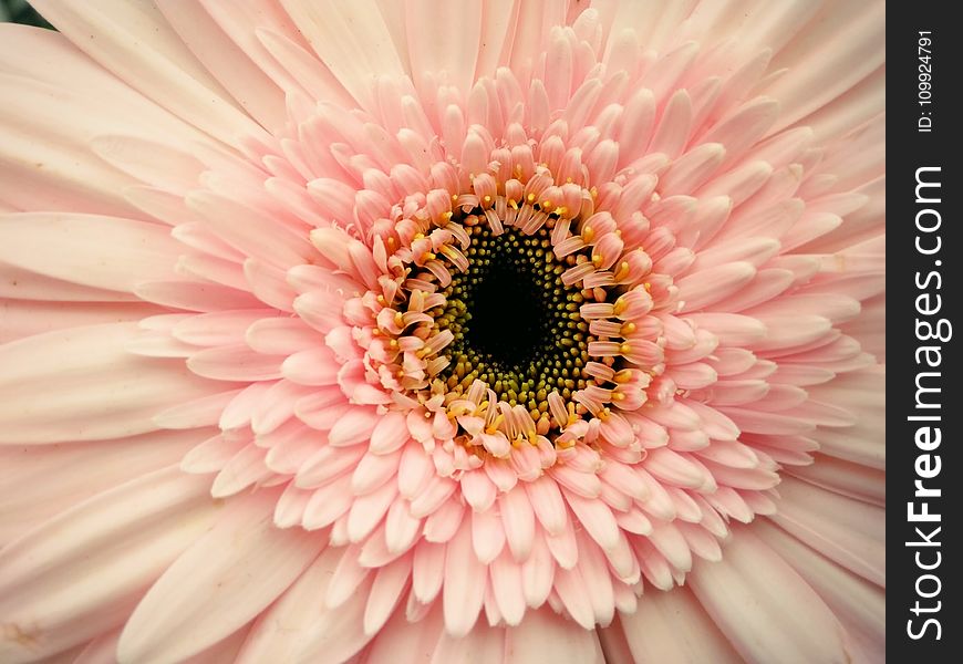 Pink Gerbera Flower in Closeup Photography