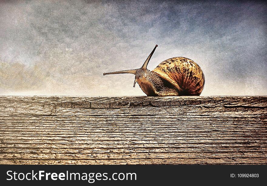 Close-up Photography of Brown Snail on Brown Wooden Surface