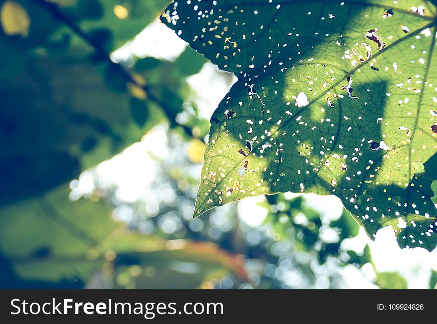 Close Photography Of Green Leaf