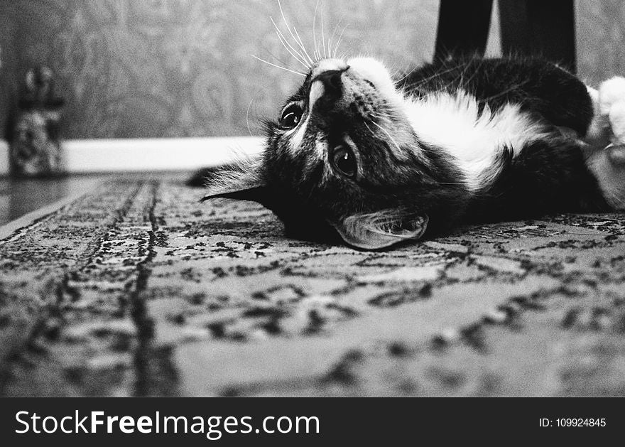 Photo Of Tuxedo Cat Laying On Rug