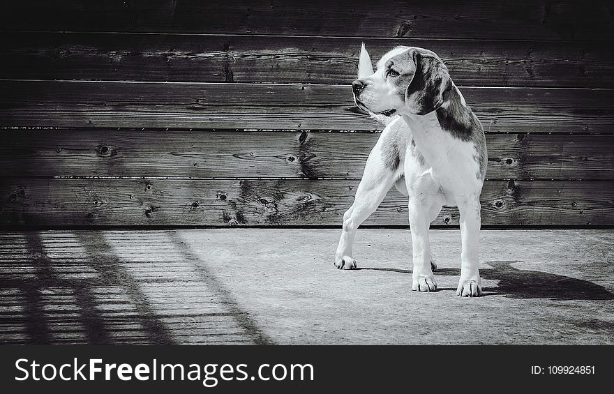 Greyscale Photgraphy of Beagle