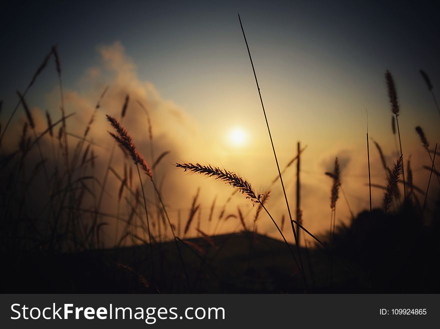 Silhouette Of Grass At Twilight