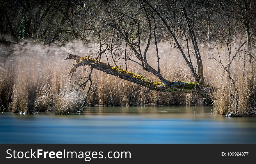 Dead Tree By The River
