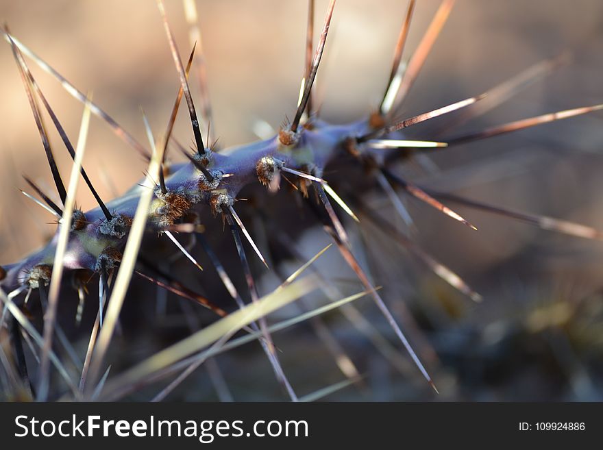 Macro Photography of Spiky Plant
