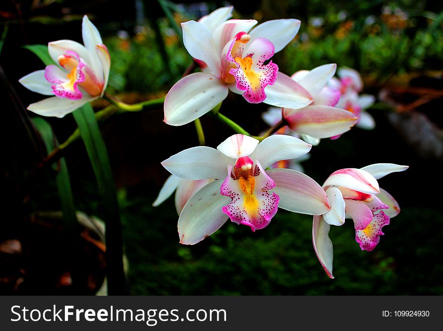 Close-up Photography of Orchids