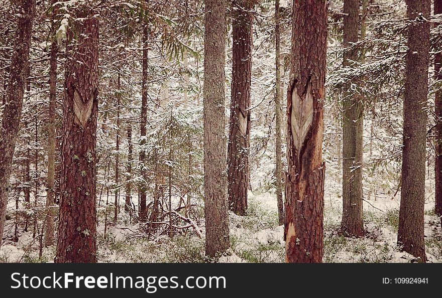 Photography of Tree Trunks During WInter