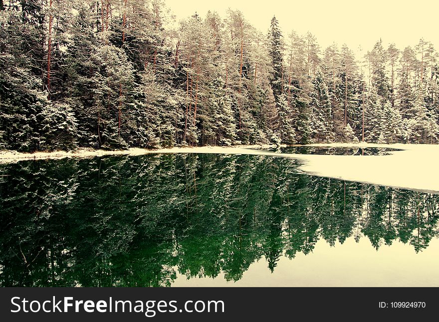 Snowcapped Trees Near Body Of Water