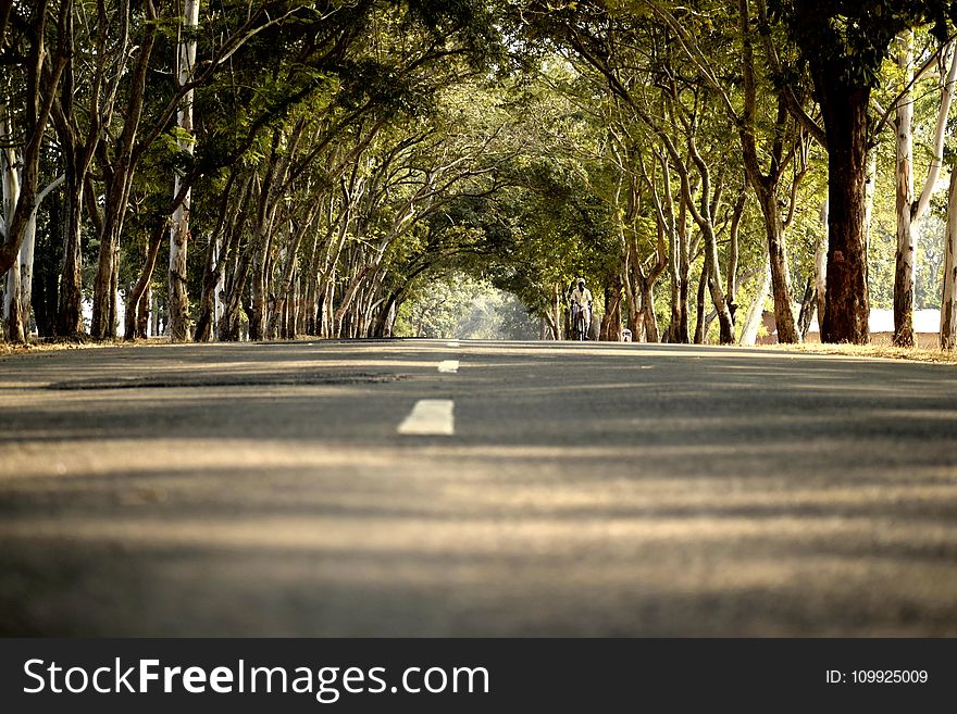 Road In Between Trees