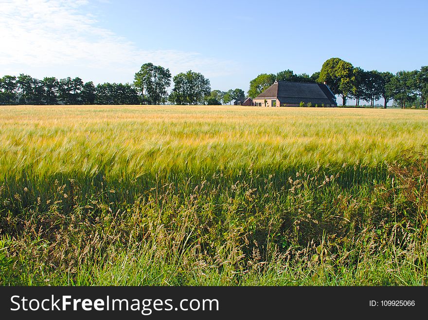 Photo of Grass Field