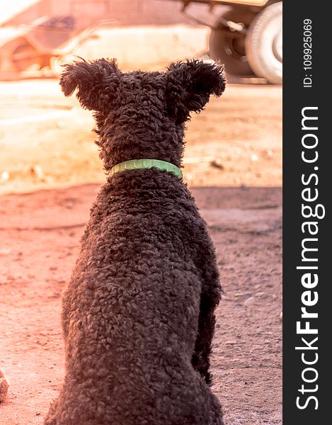 Grey Pumi Dog Closeup Photography