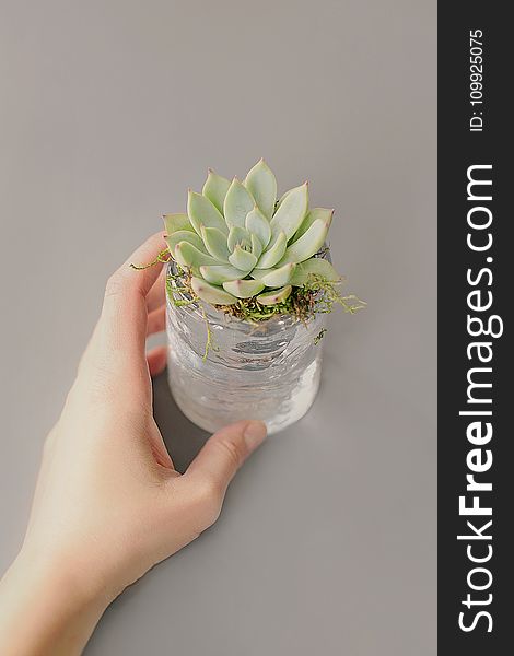 Green Succulent Plant on Clear Glass Pot