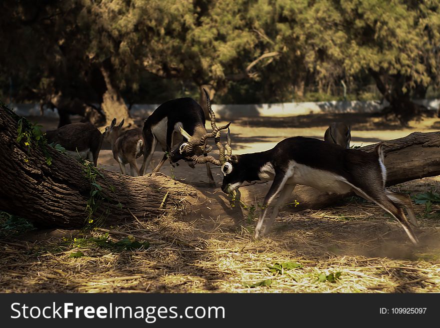 Photography of Two Fighting Impalas