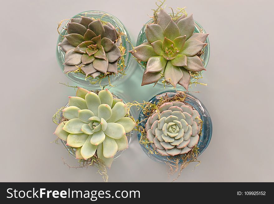 Four Green Succulent Plants With Glass Pot