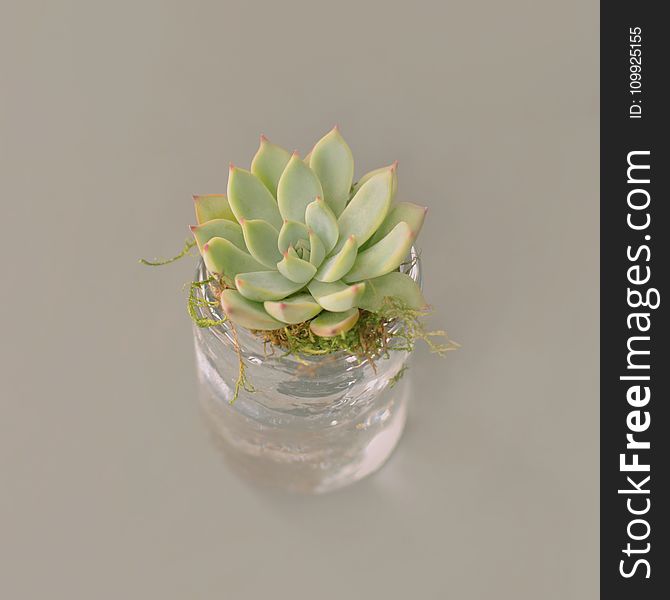 Green Succulent Plant On Top Of Bottle