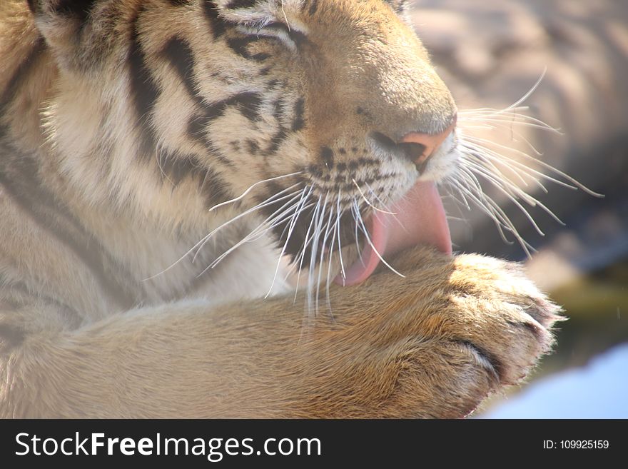 Tiger Licking on Its Paw